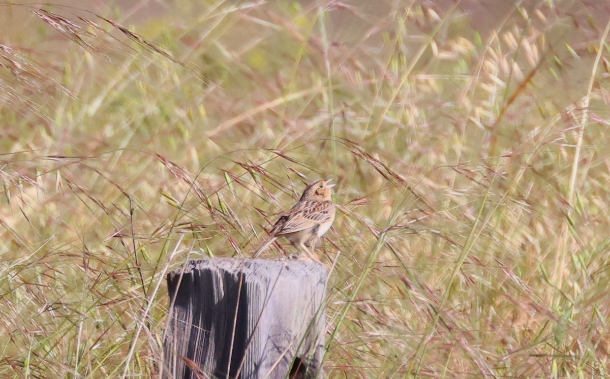 Grasshopper Sparrow - ML618040824