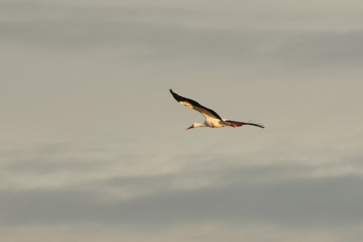 White Stork - Alexandre Hespanhol Leitão