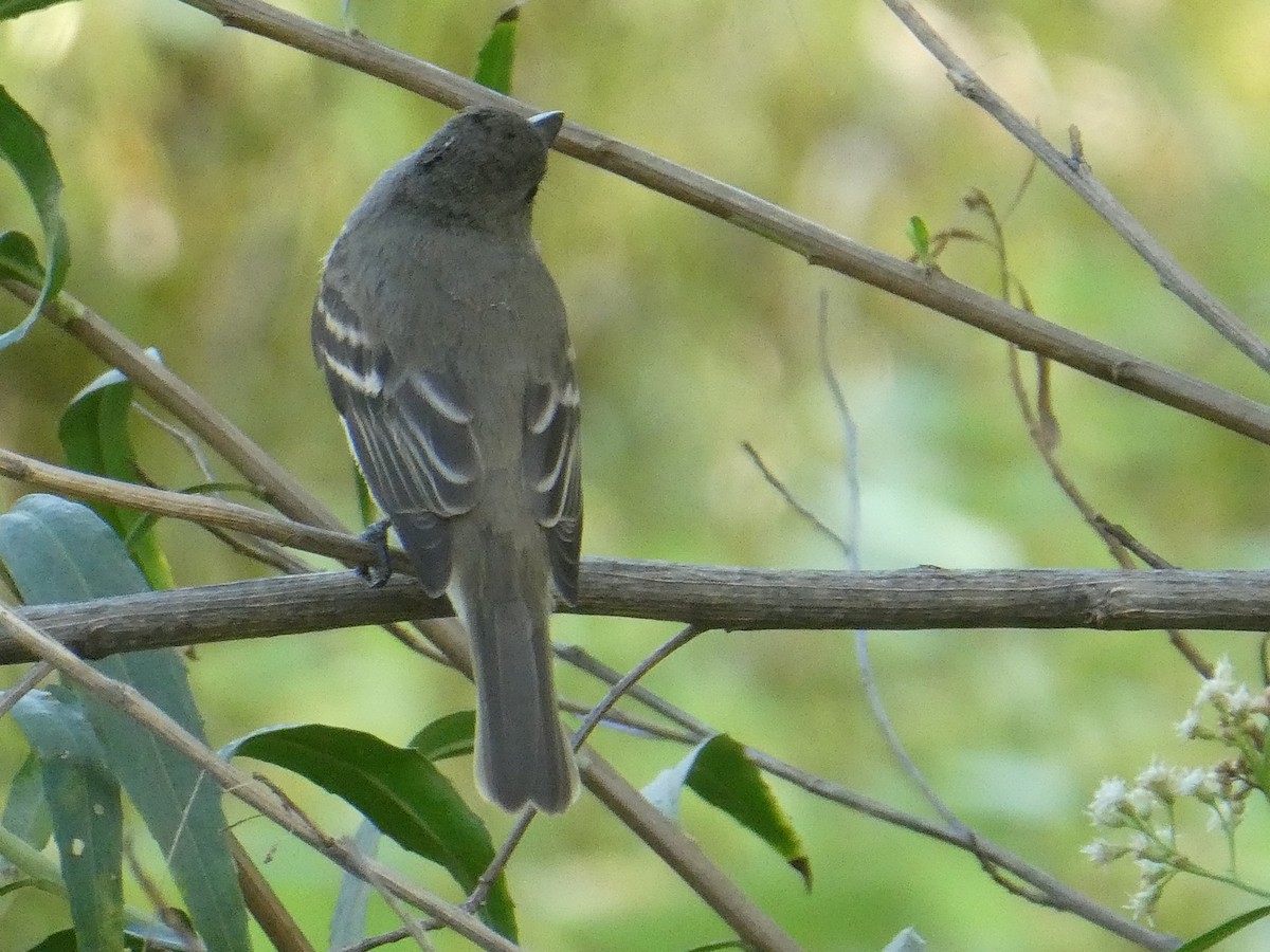 Willow Flycatcher - ML618040864