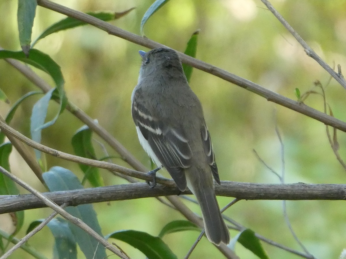 Willow Flycatcher - Rebecca Carroll