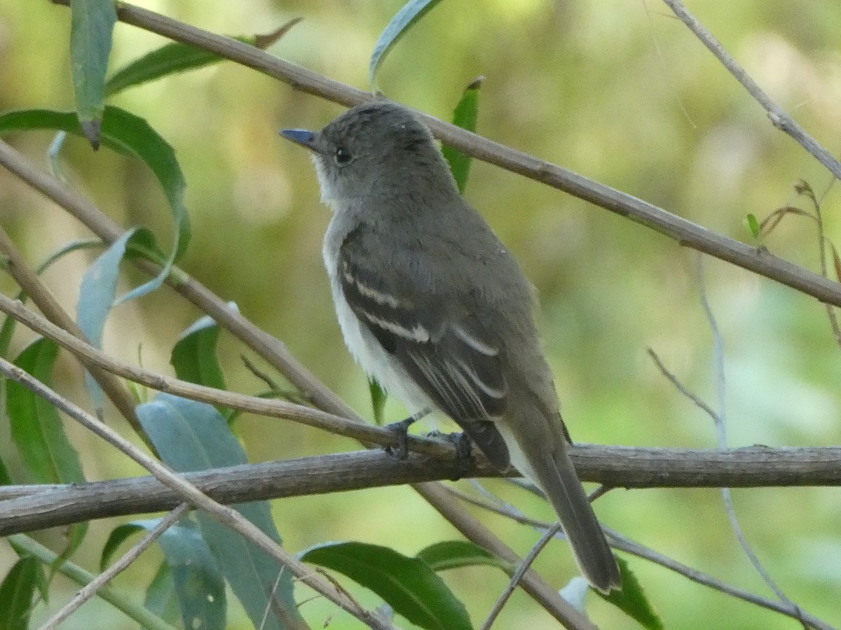 Willow Flycatcher - Rebecca Carroll