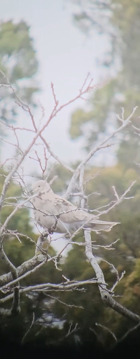 Eurasian Collared-Dove - ML618040871