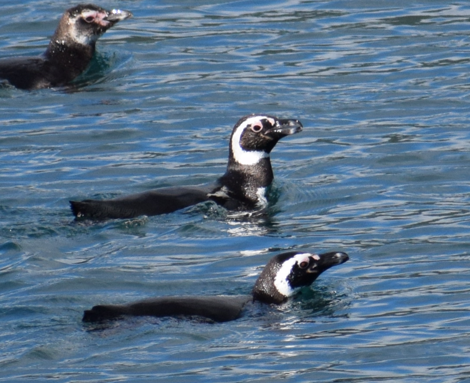 Magellanic Penguin - Felipe Undurraga