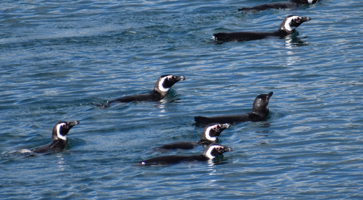 Magellanic Penguin - Felipe Undurraga