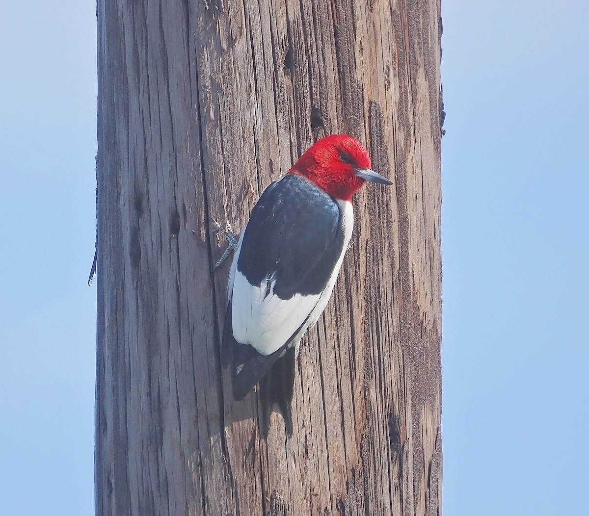 Pic à tête rouge - ML618040922