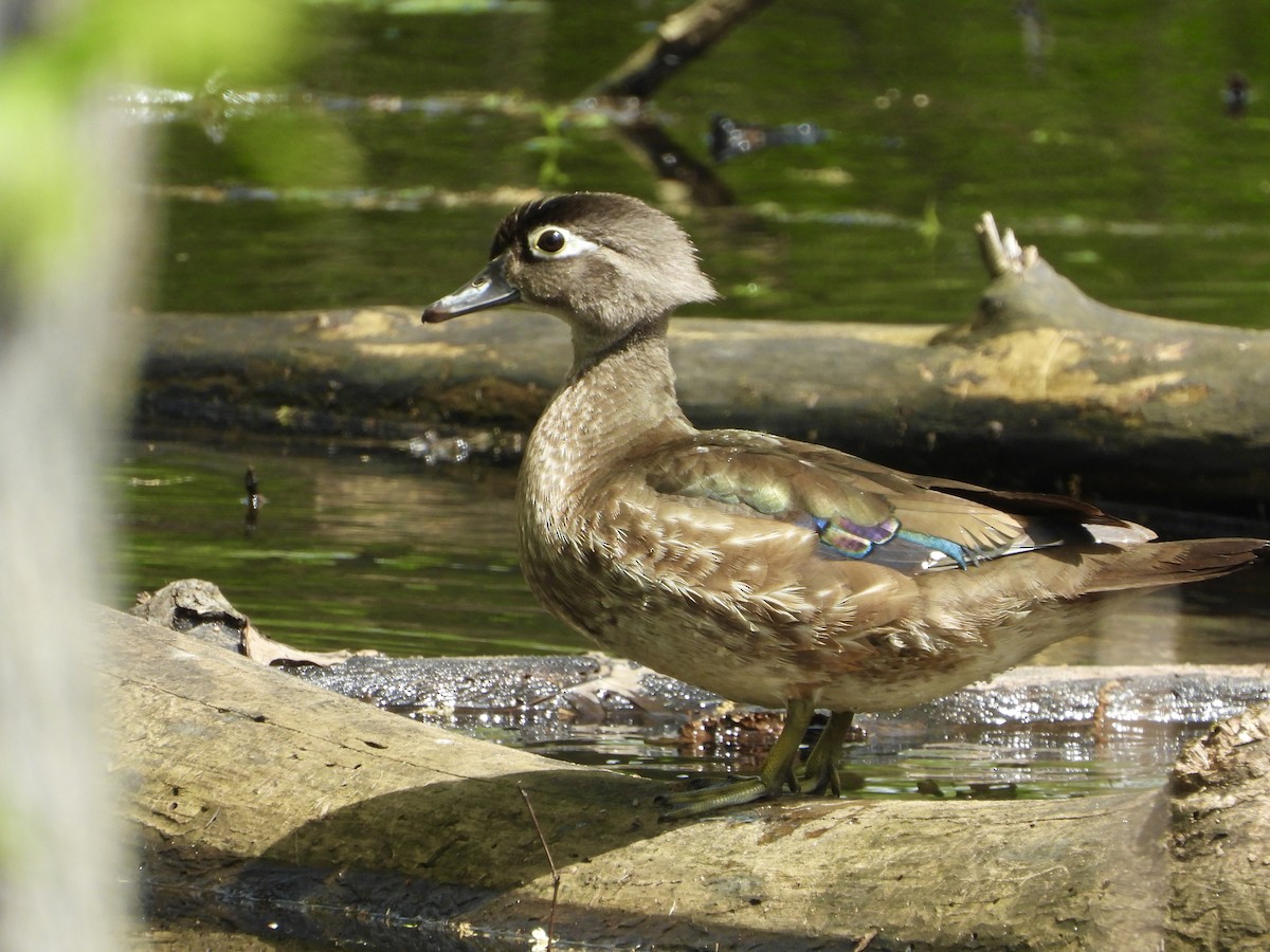 Wood Duck - ML618040932