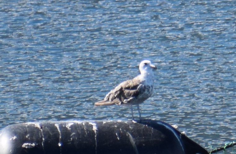 Kelp Gull - Felipe Undurraga