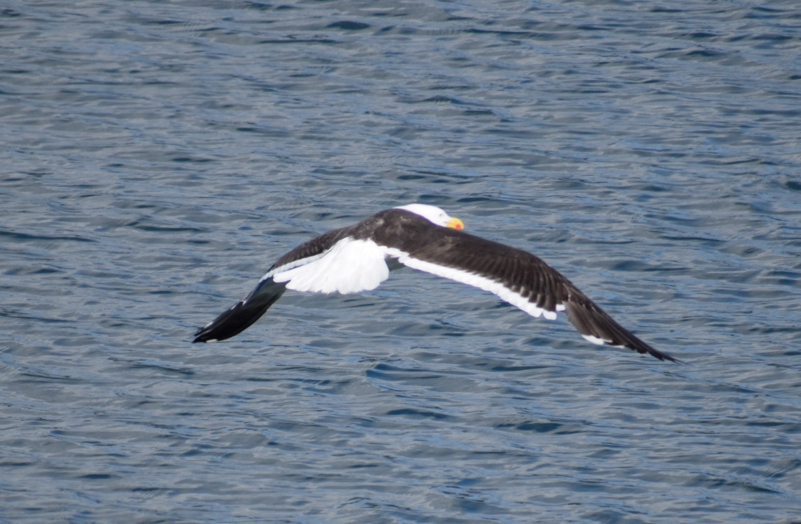 Kelp Gull - Felipe Undurraga