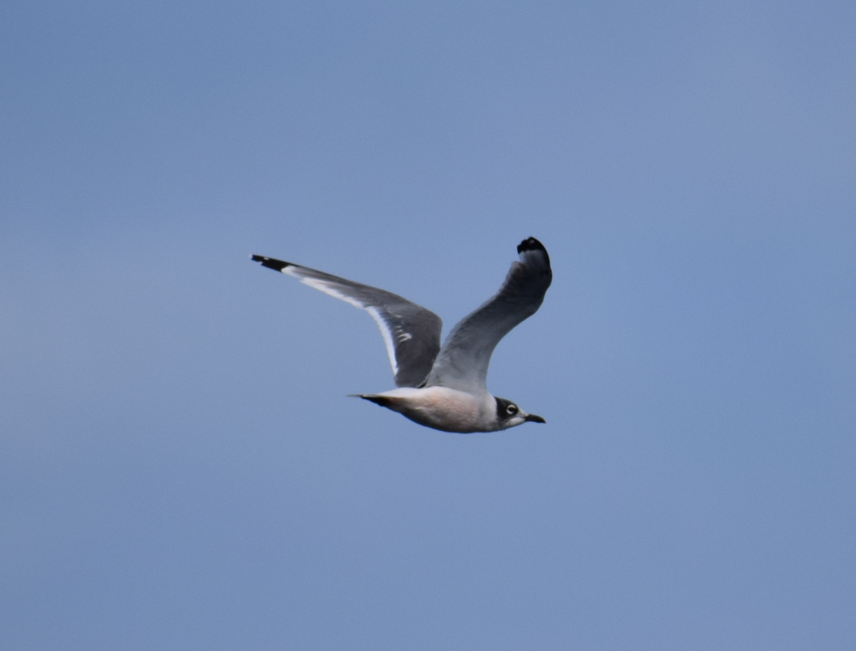 Franklin's Gull - Felipe Undurraga