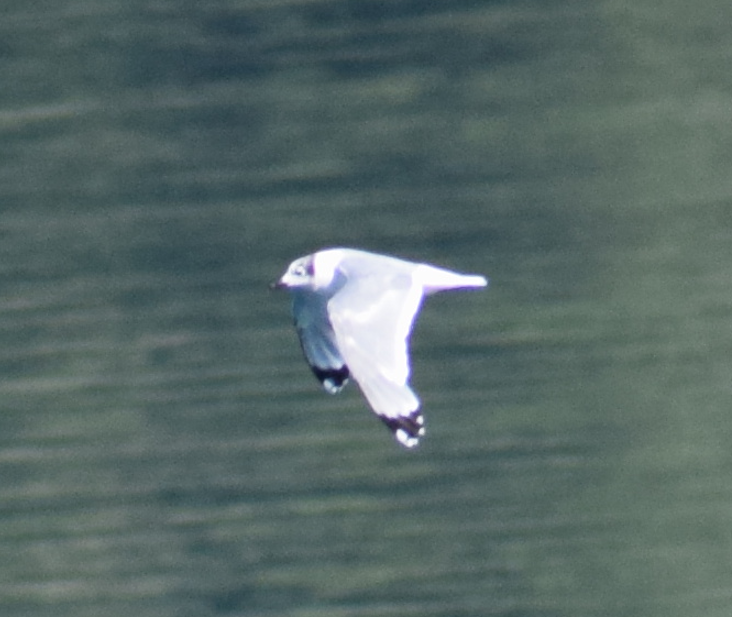 Franklin's Gull - Felipe Undurraga