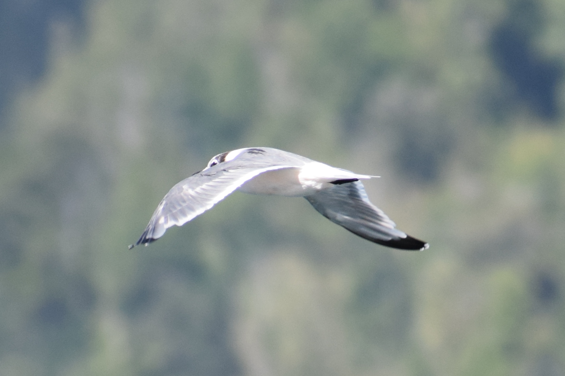 Franklin's Gull - Felipe Undurraga