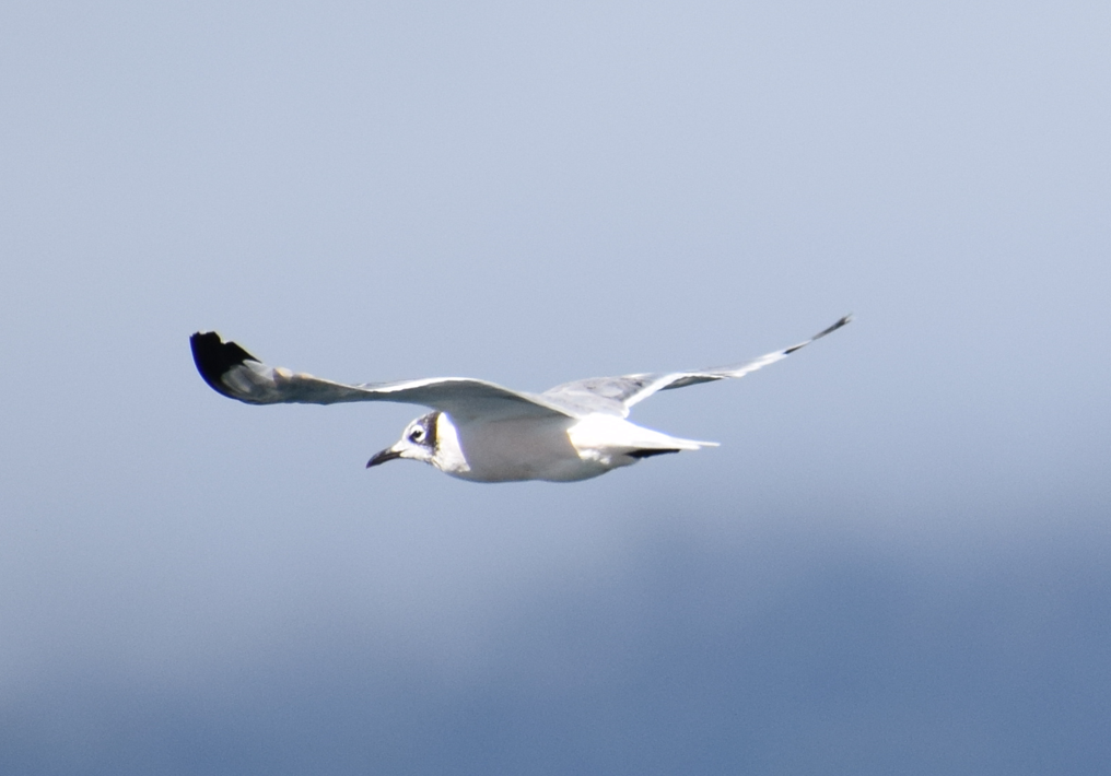 Franklin's Gull - Felipe Undurraga