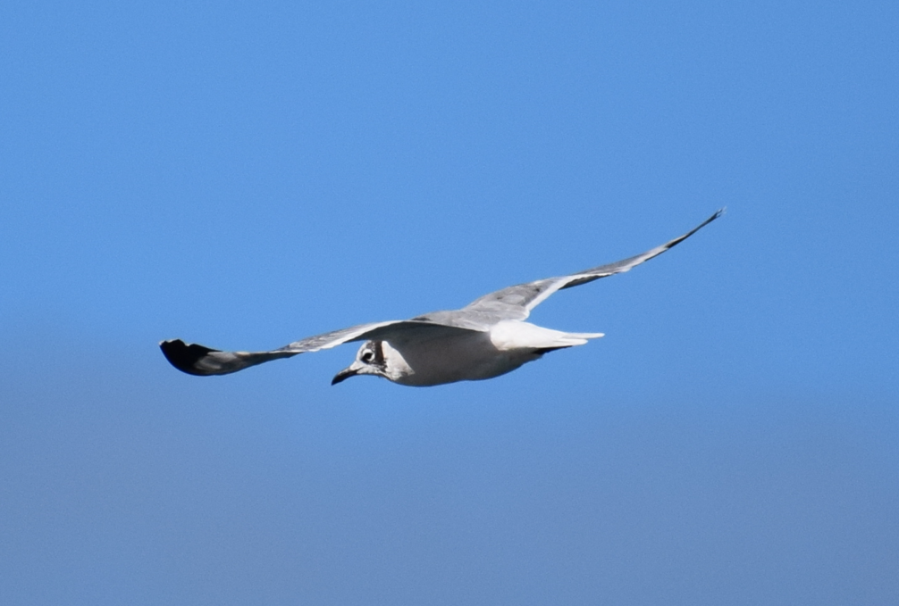 Franklin's Gull - Felipe Undurraga