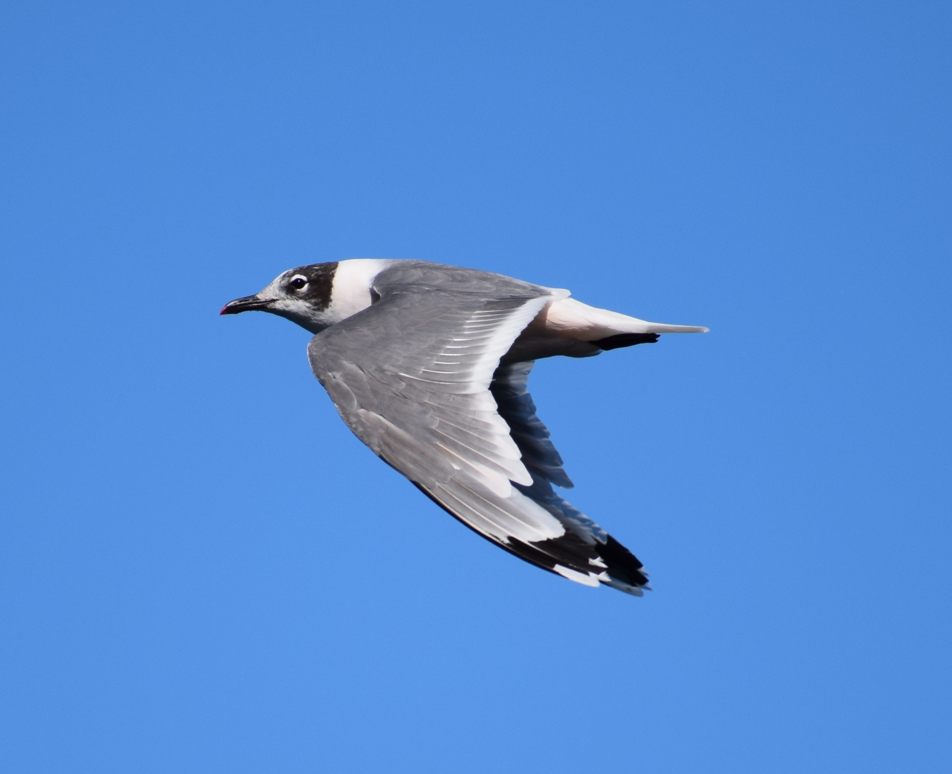 Franklin's Gull - Felipe Undurraga