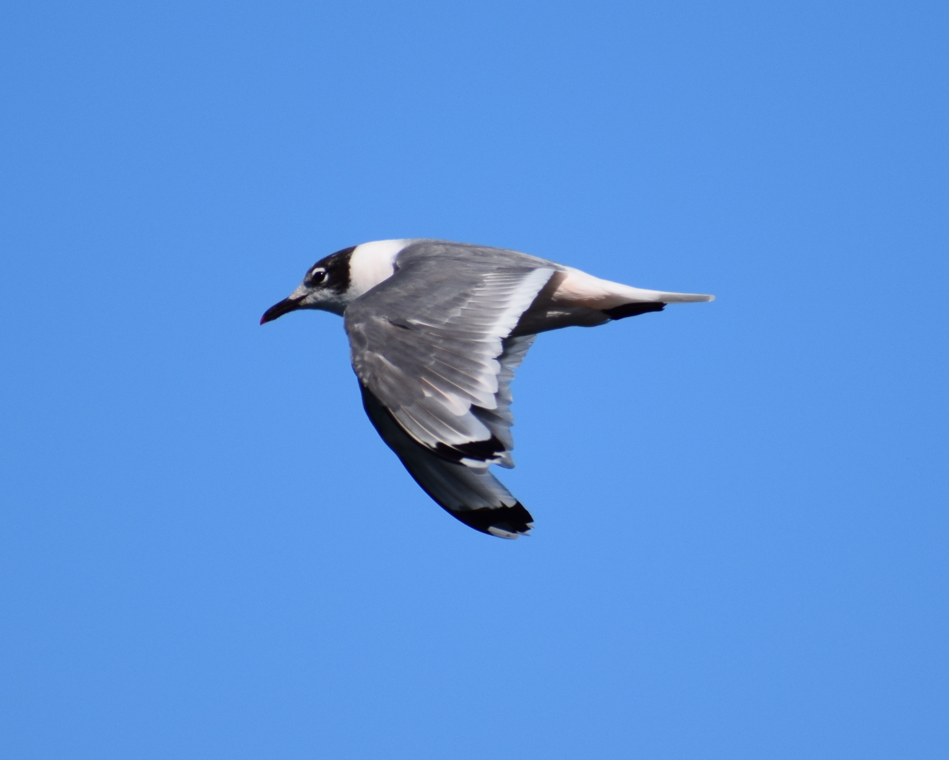 Franklin's Gull - Felipe Undurraga