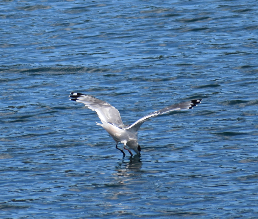 Franklin's Gull - Felipe Undurraga