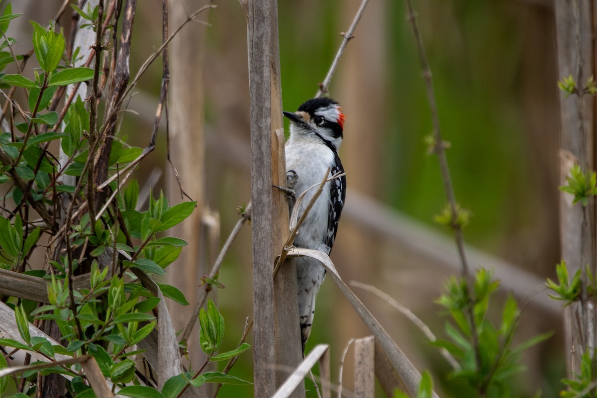 Downy Woodpecker - ML618041022