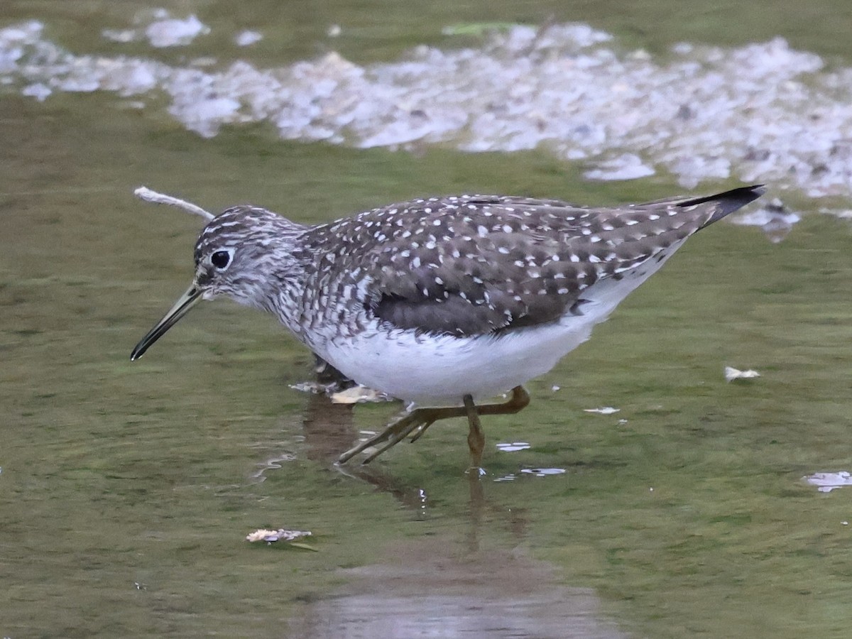 Solitary Sandpiper - ML618041050