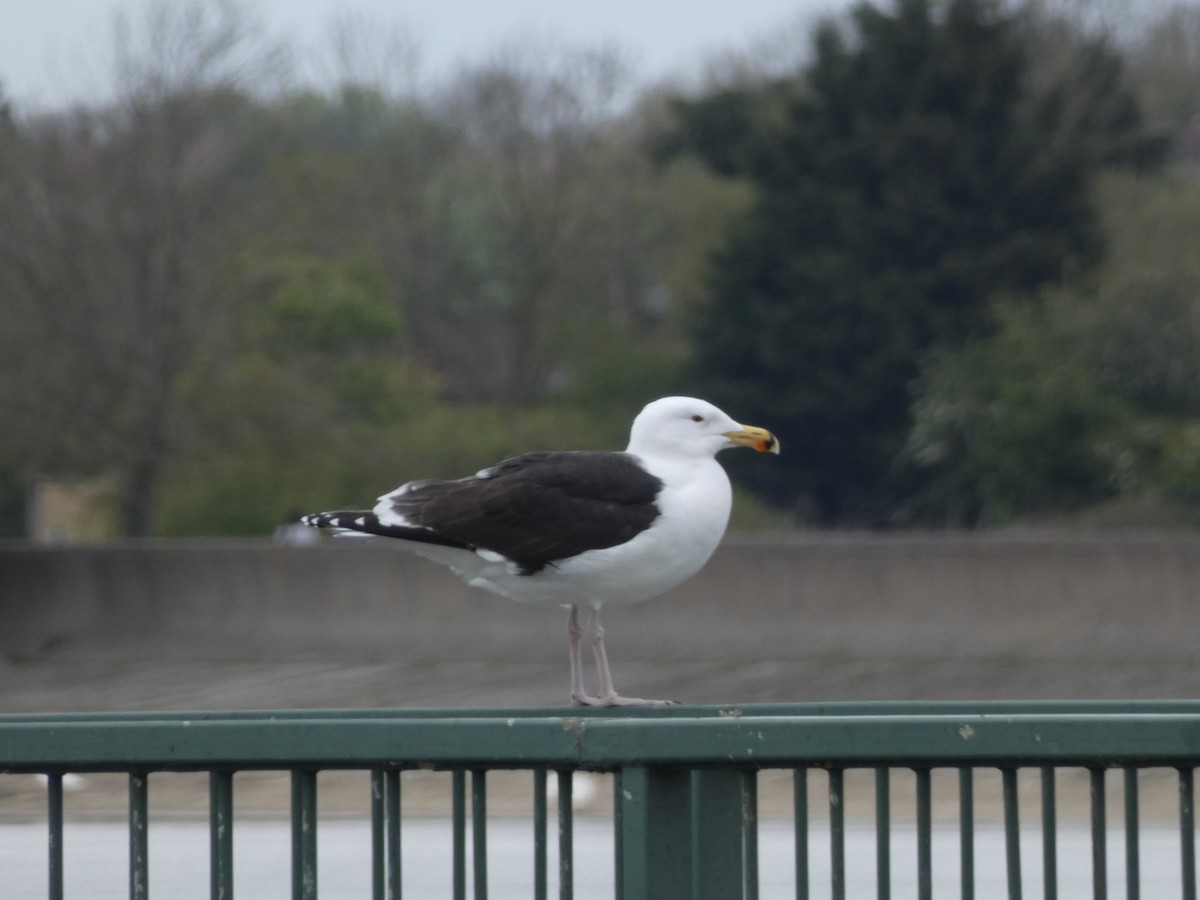 Great Black-backed Gull - ML618041075