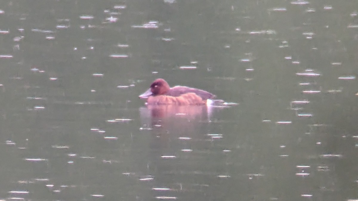 Ferruginous Duck - ML618041076