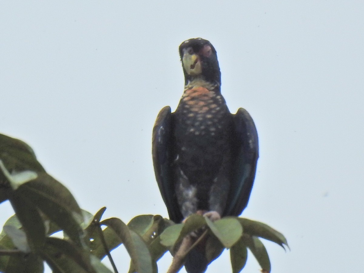 Bronze-winged Parrot - ML618041104