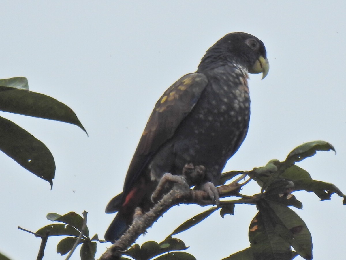 Bronze-winged Parrot - ML618041105