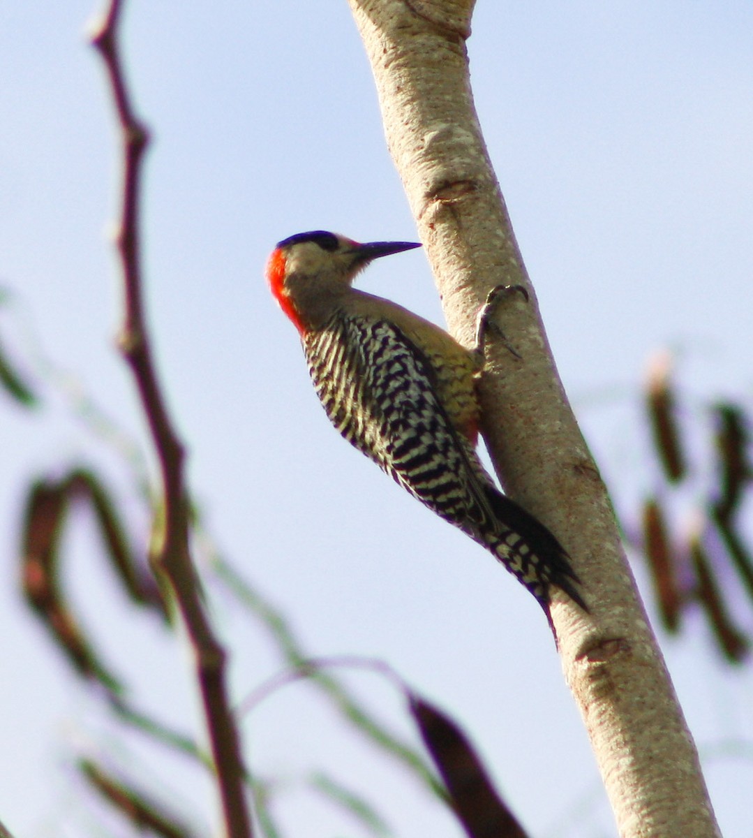 West Indian Woodpecker - Serguei Alexander López Perez