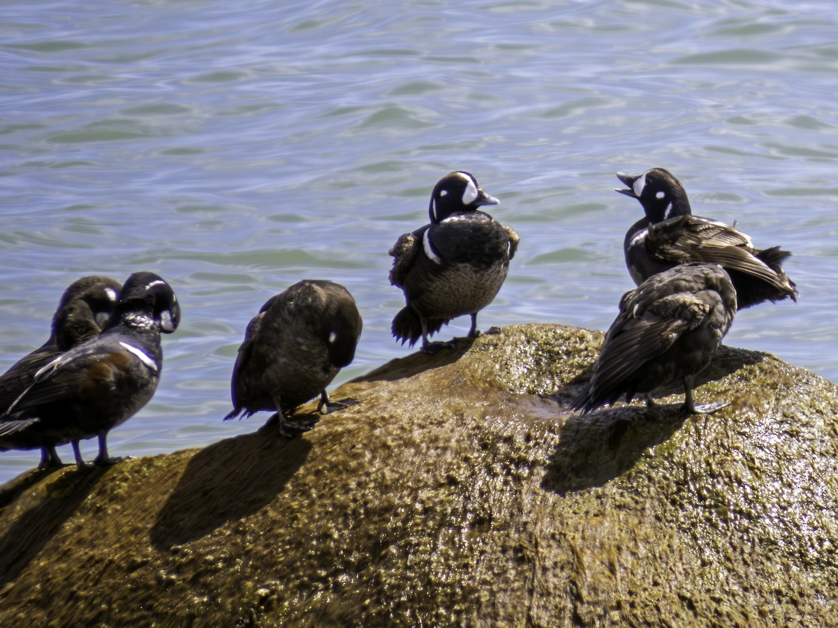 Harlequin Duck - ML618041122