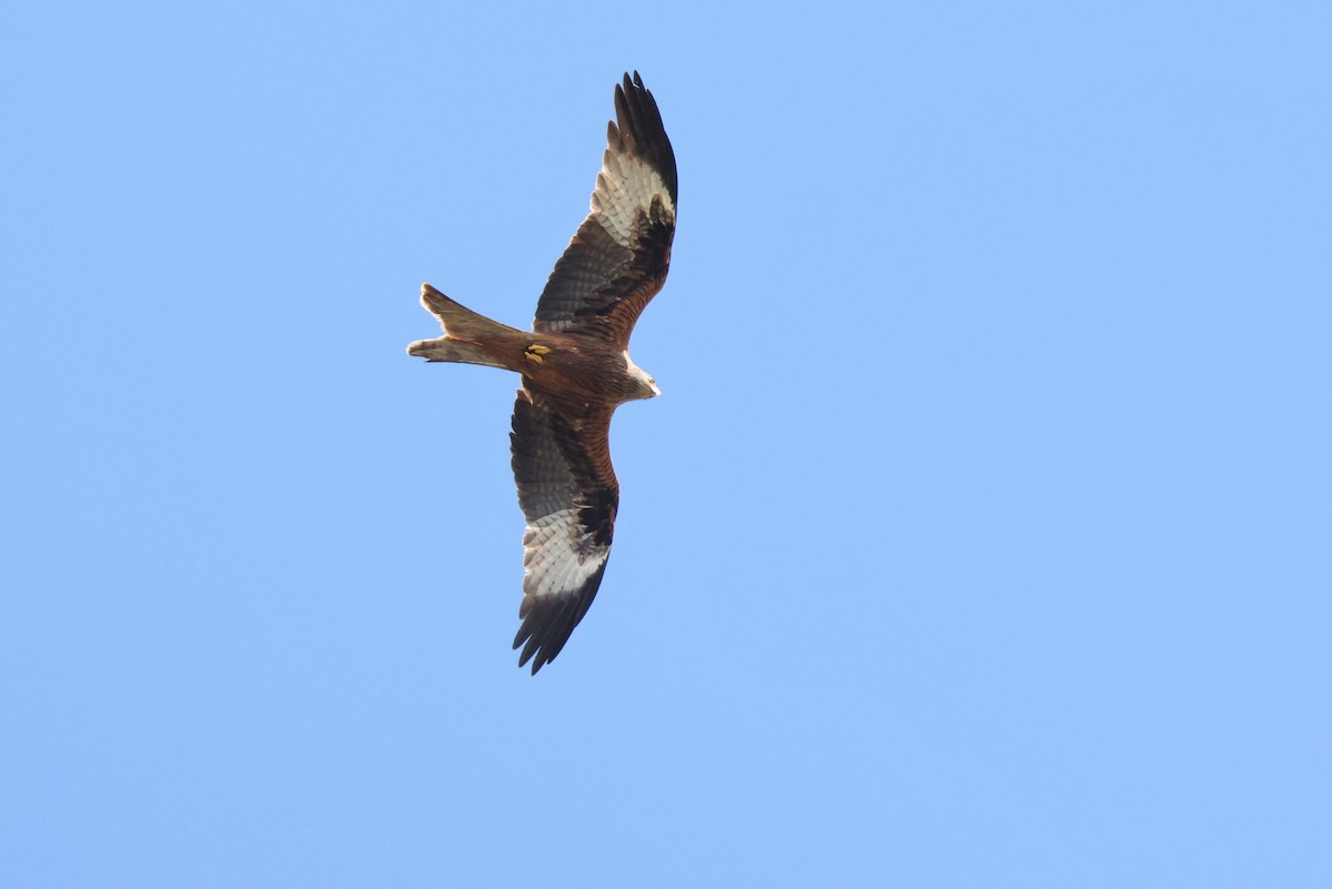 Red Kite - ML618041134