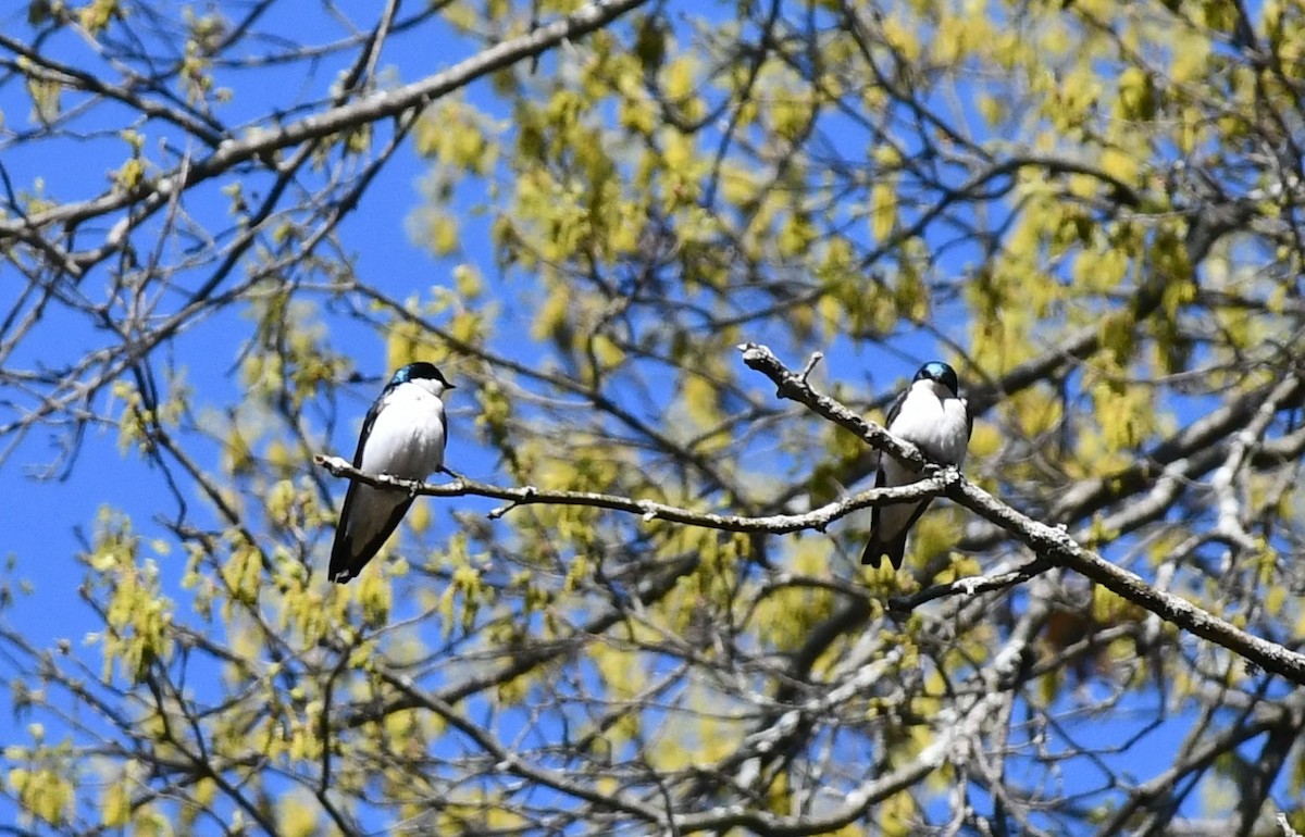 Tree Swallow - ML618041140