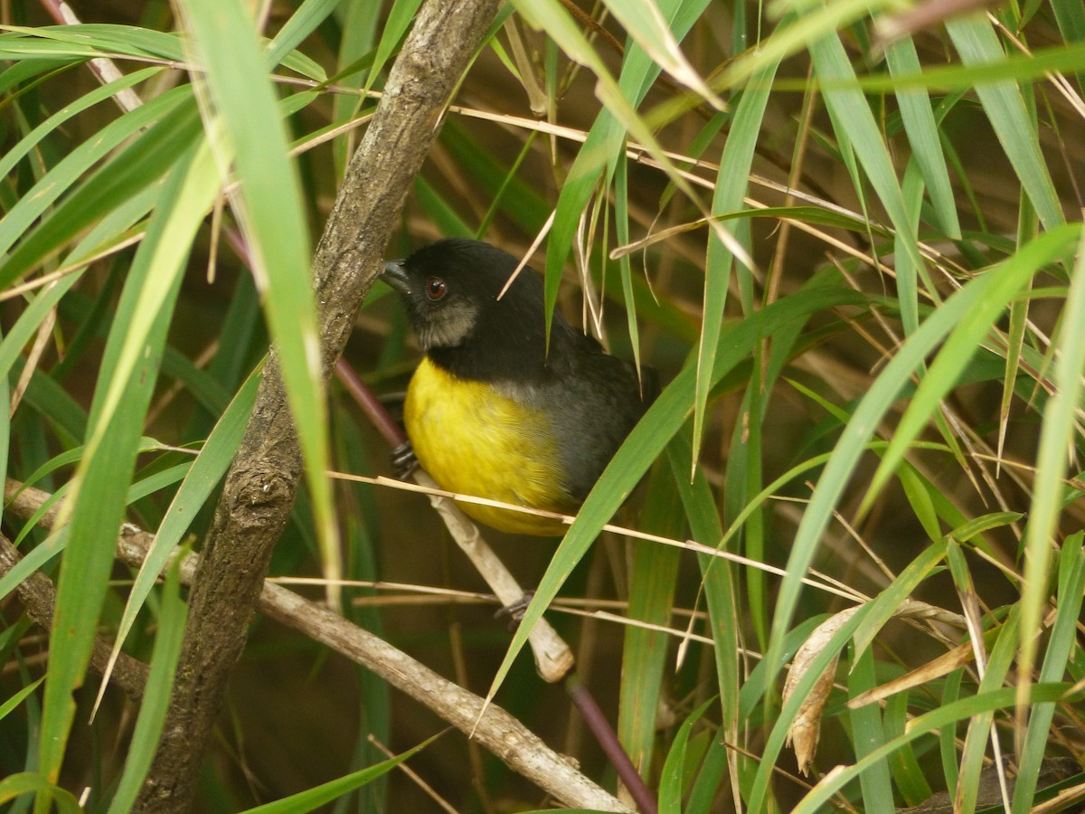 Santa Marta Brushfinch - ML618041218