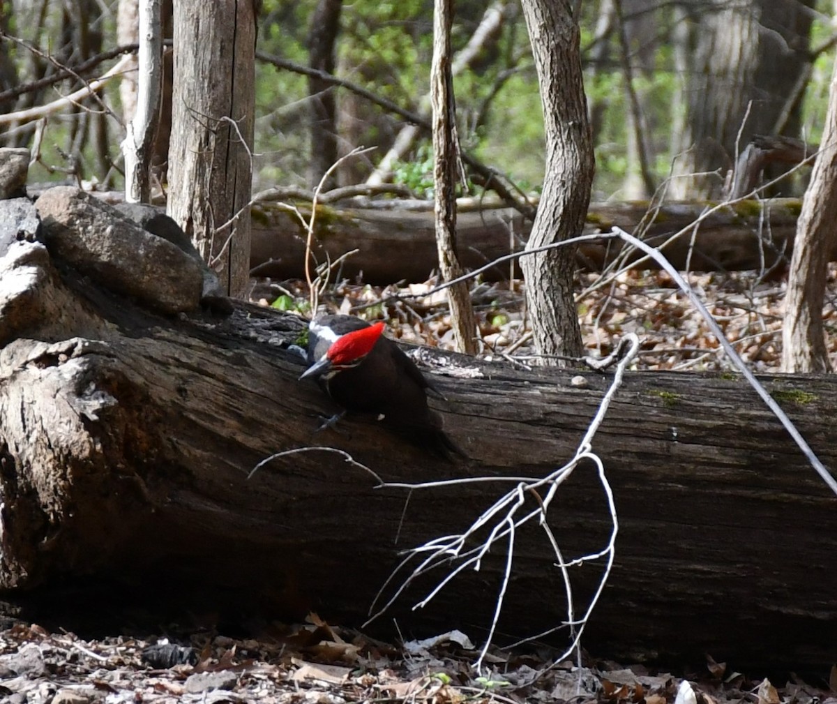 Pileated Woodpecker - ML618041250