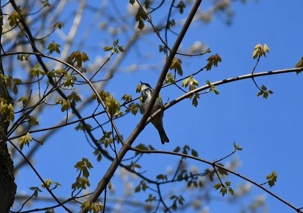 Yellow-rumped Warbler - ML618041260