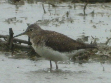 Solitary Sandpiper - ML618041265