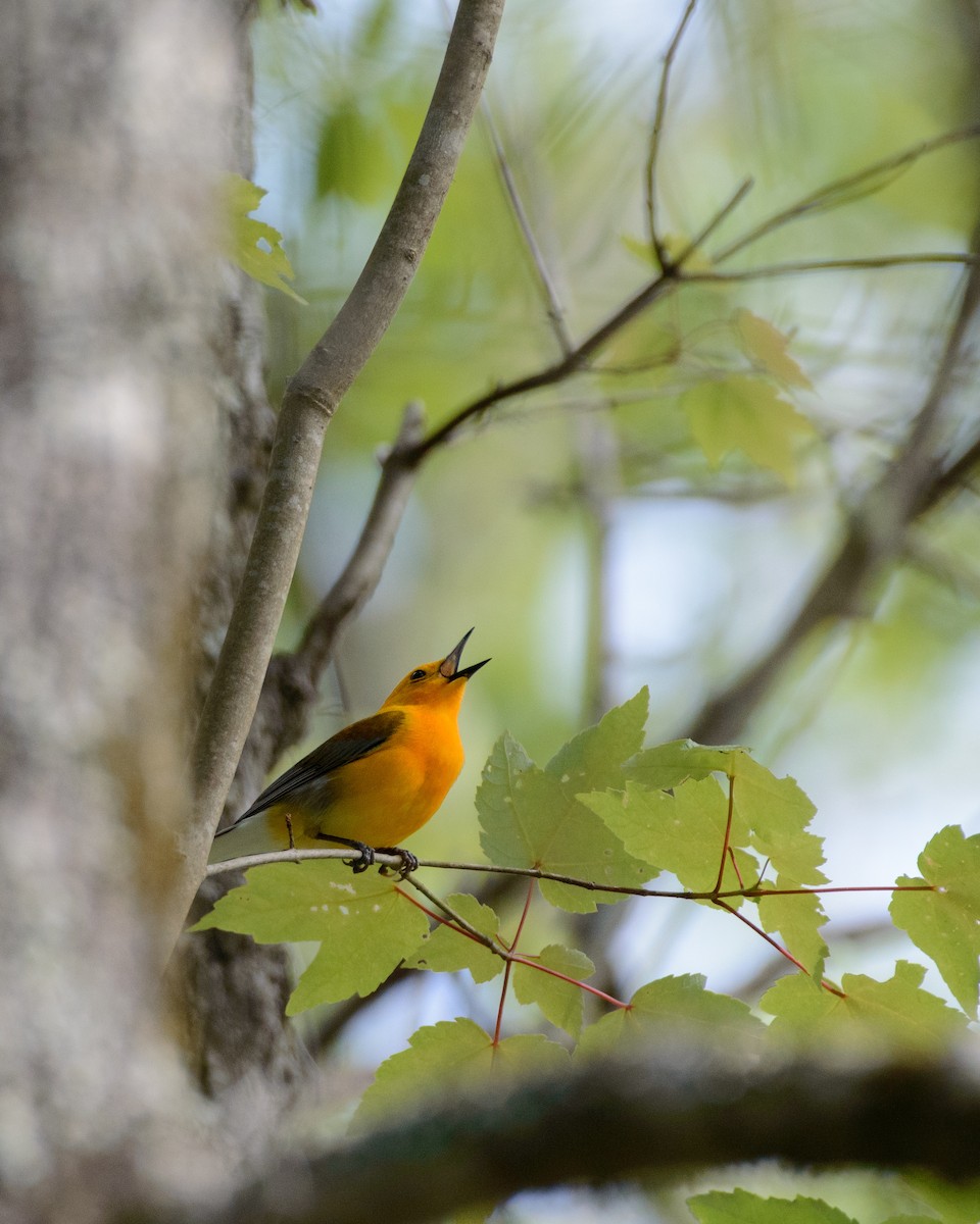 Prothonotary Warbler - ML618041273