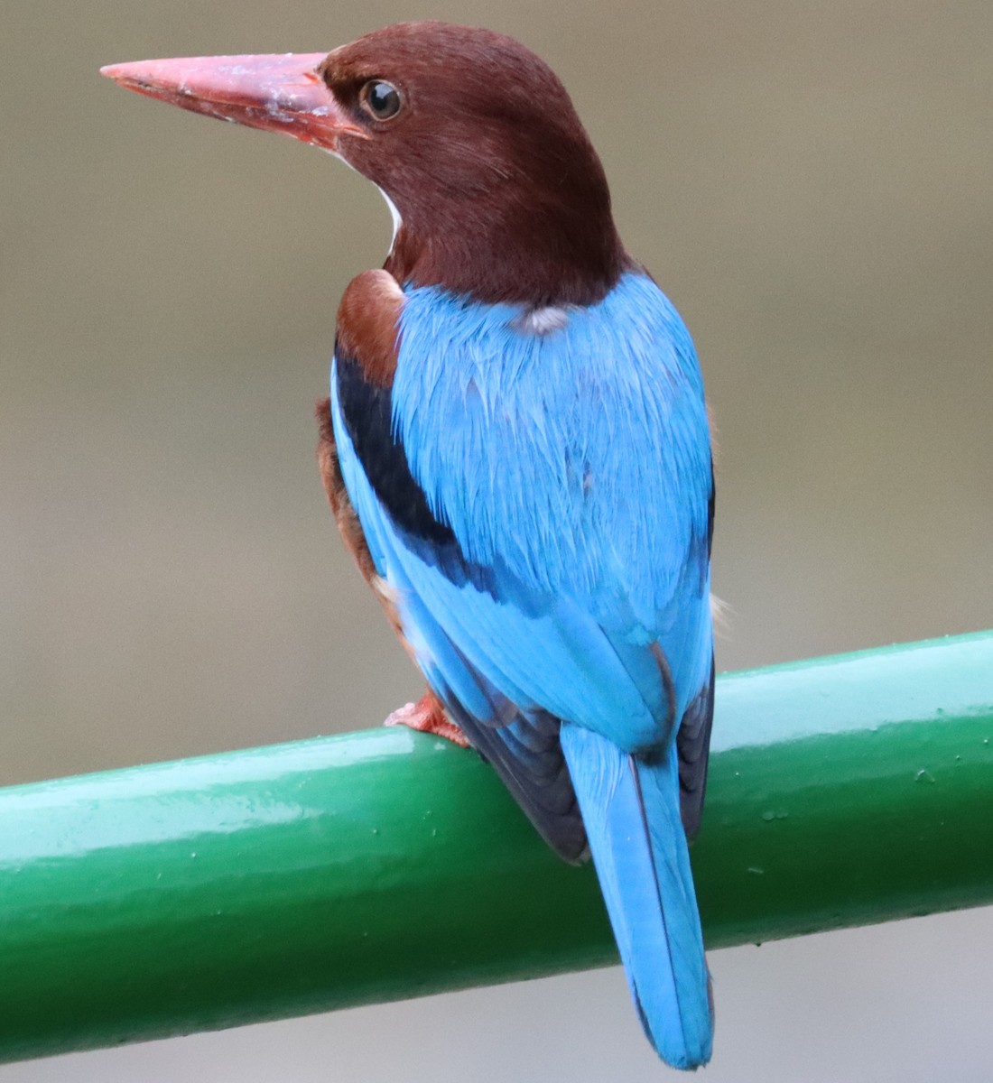 White-throated Kingfisher - Mohd Azmi Ibrahim