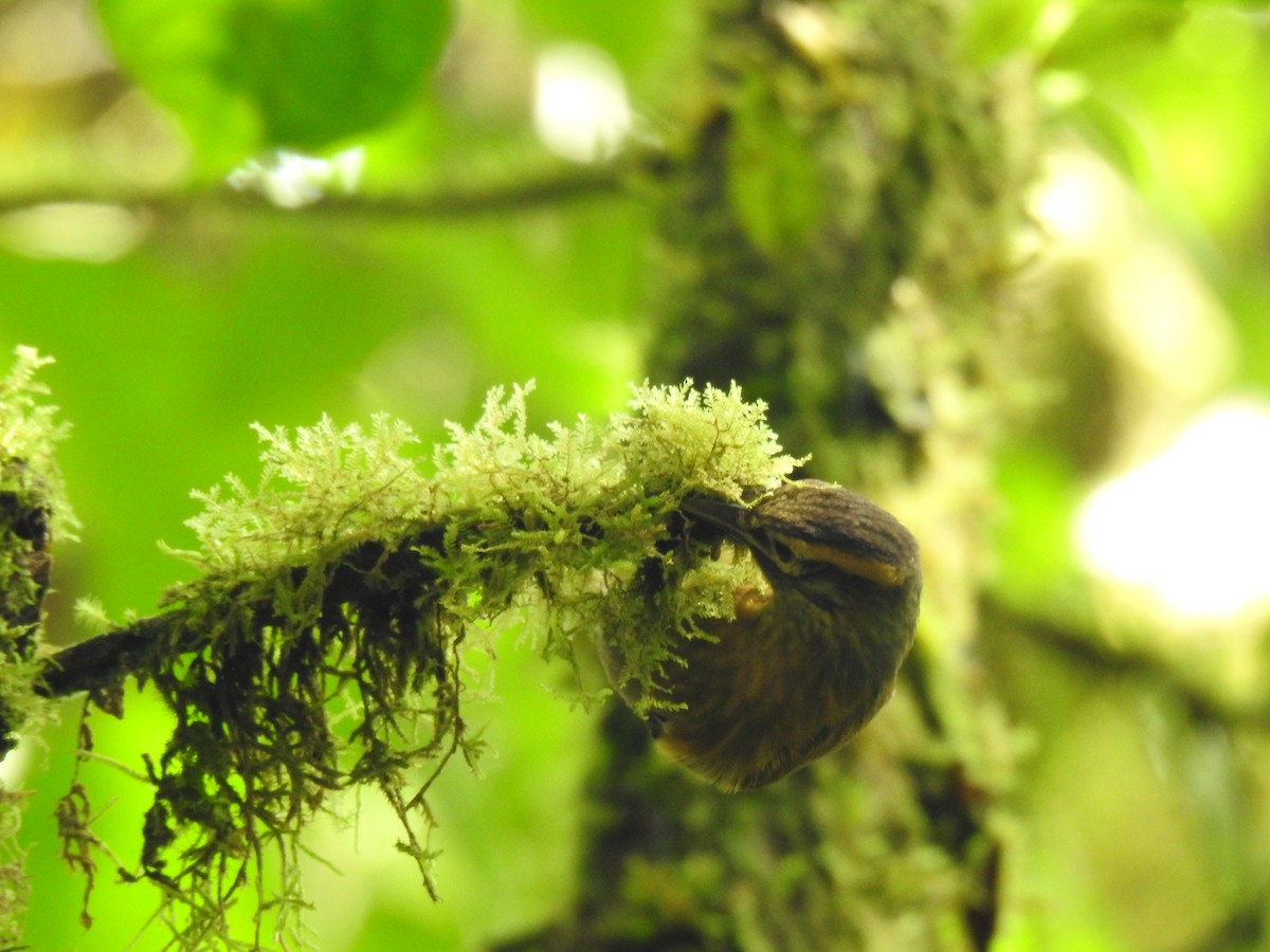 Scaly-throated Foliage-gleaner - ML618041320
