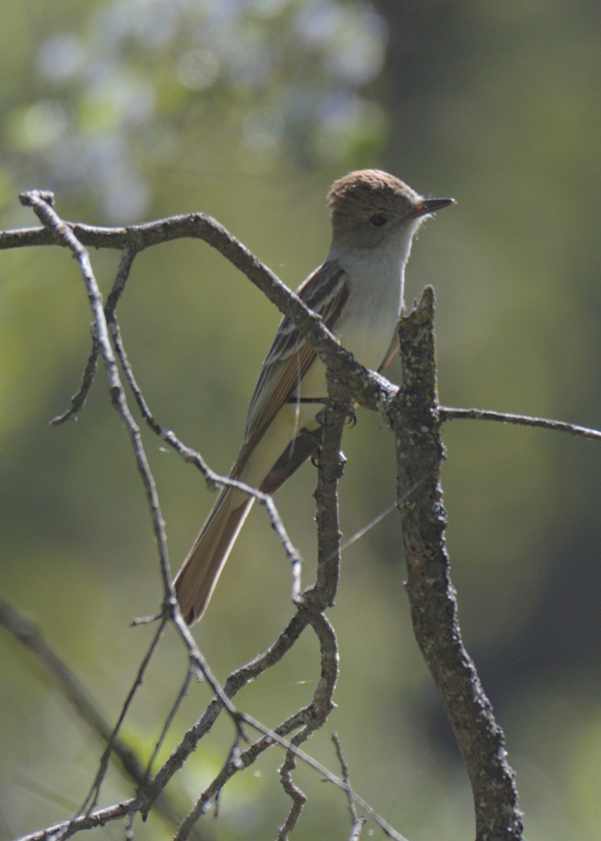 Ash-throated Flycatcher - ML618041321