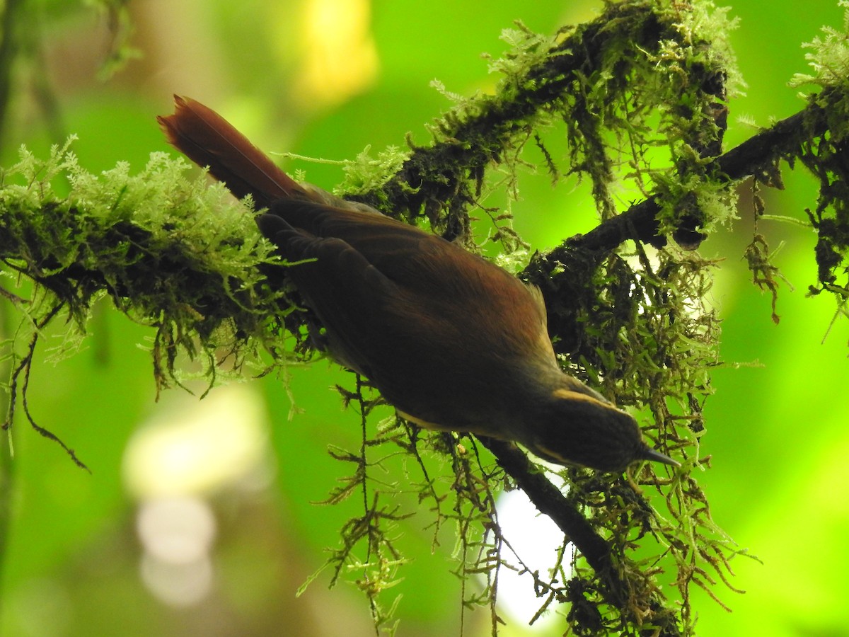 Scaly-throated Foliage-gleaner - ML618041323