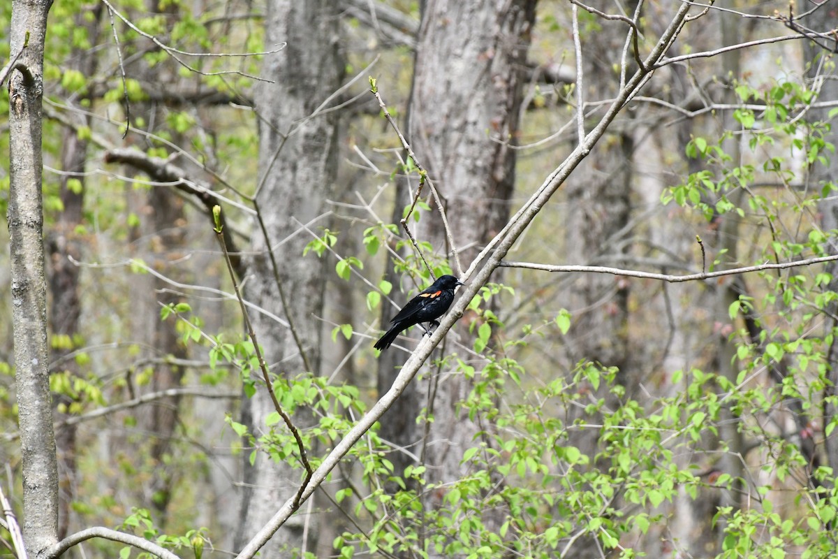 Red-winged Blackbird - ML618041326