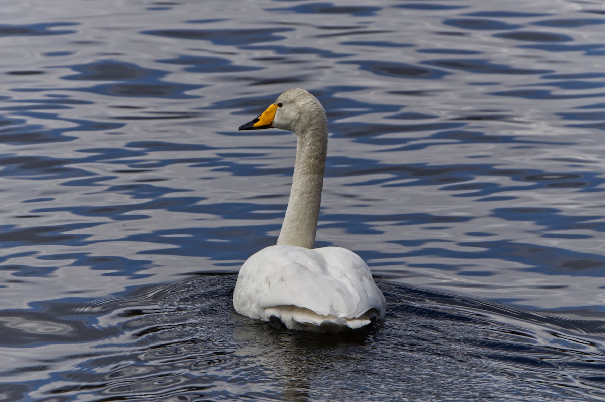 Whooper Swan - ML618041328