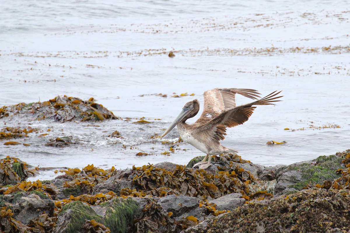 Brown Pelican - ML618041338