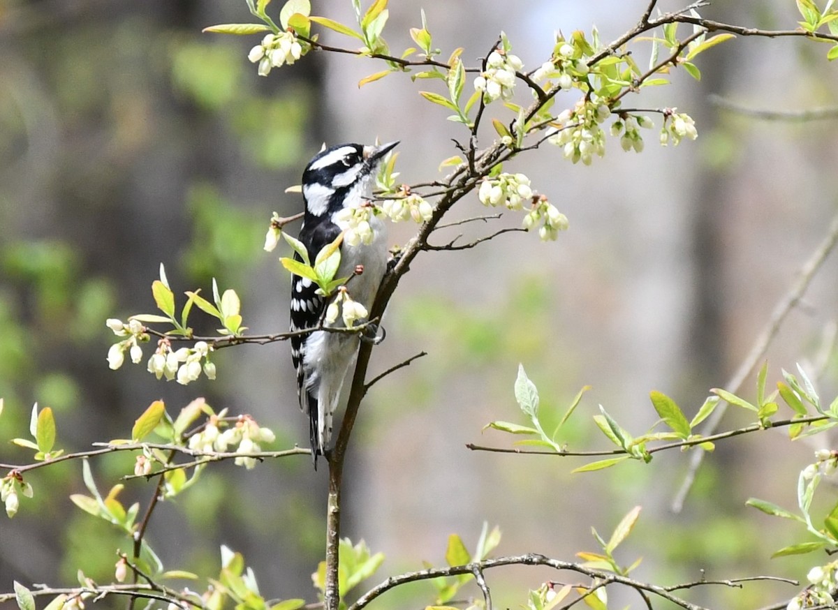 Downy Woodpecker - ML618041341