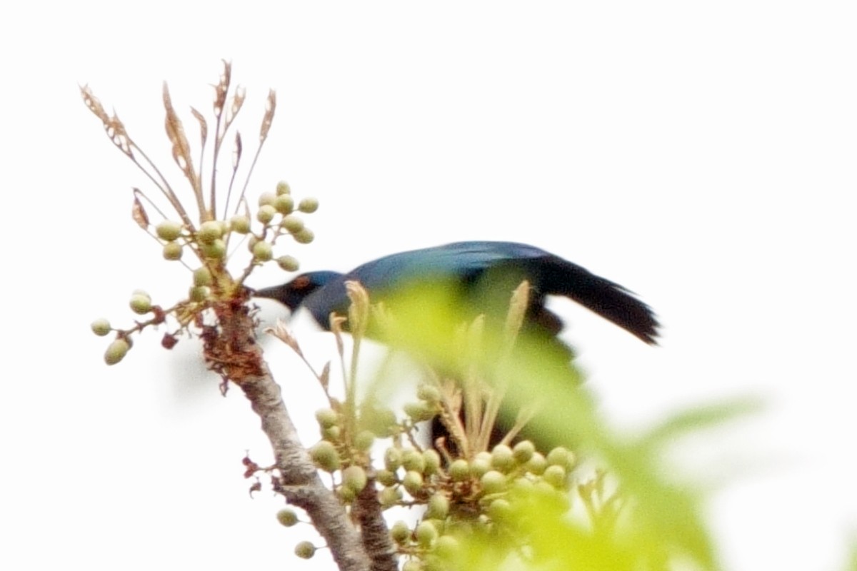 Greater Blue-eared Starling - Carl Haynie