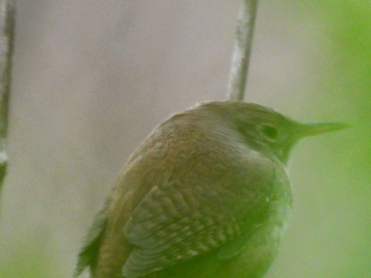 House Wren - ML618041354