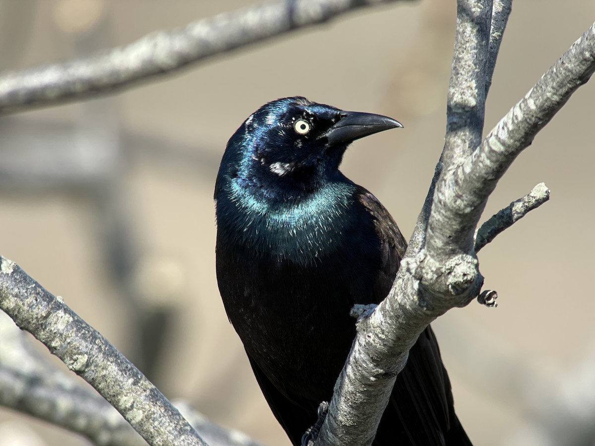 Common Grackle - Ben Shamgochian