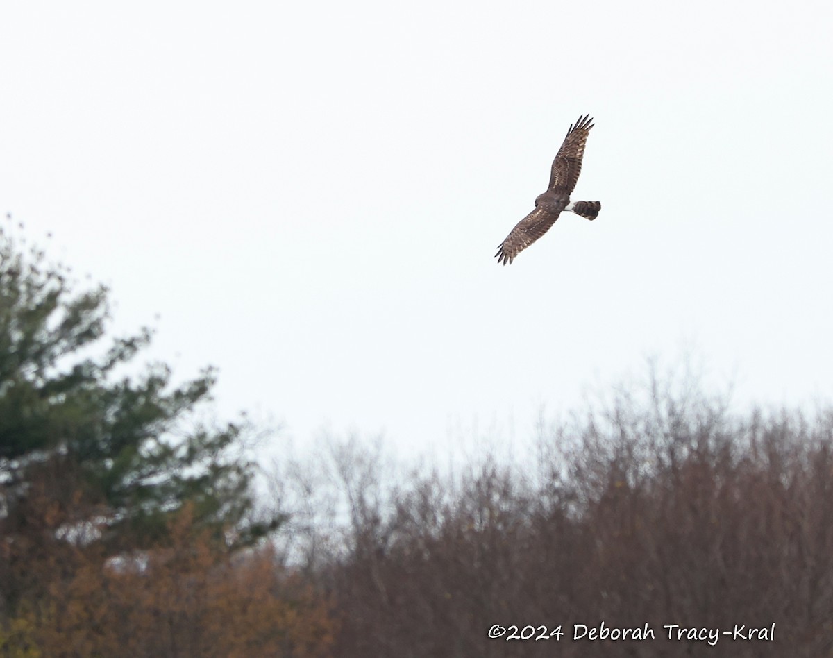 Northern Harrier - Deborah Kral