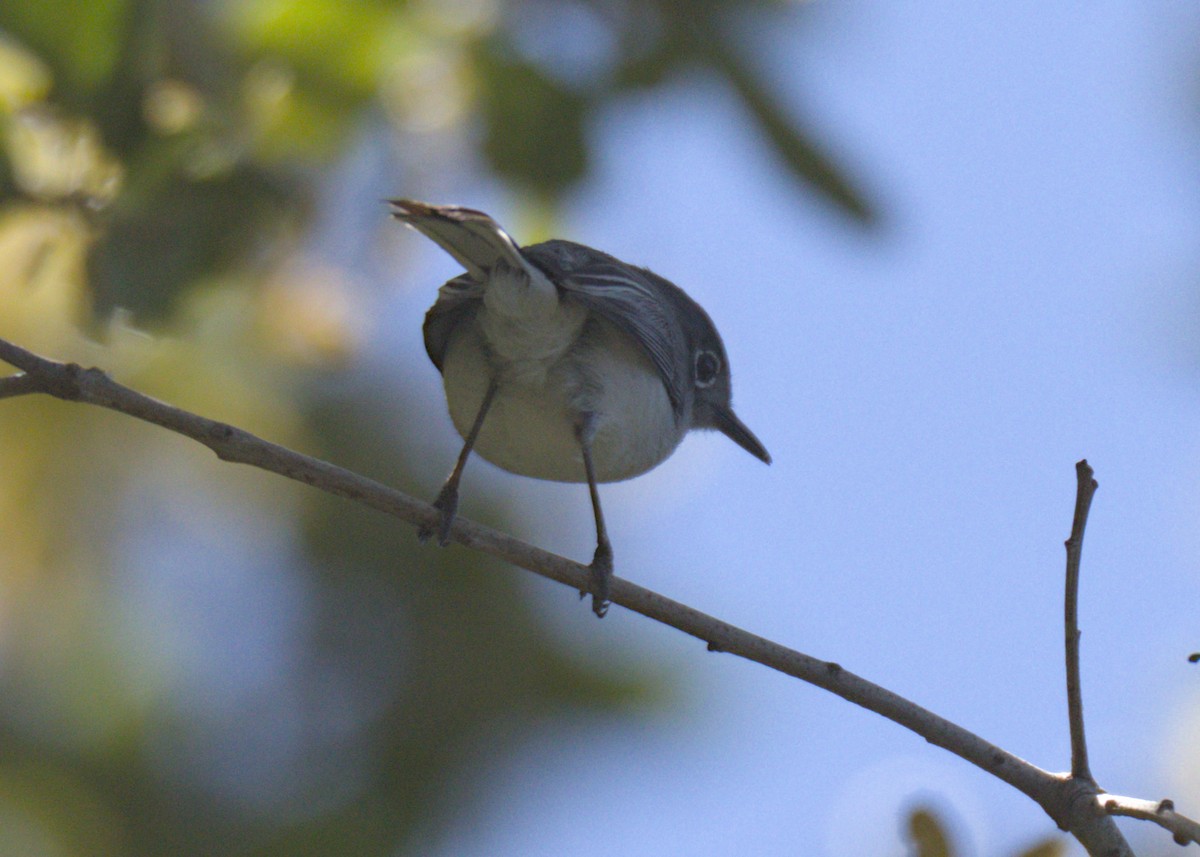 Blue-gray Gnatcatcher - ML618041382