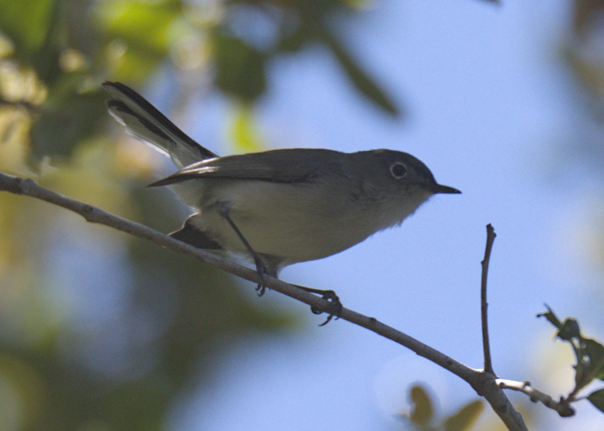 Blue-gray Gnatcatcher - ML618041383