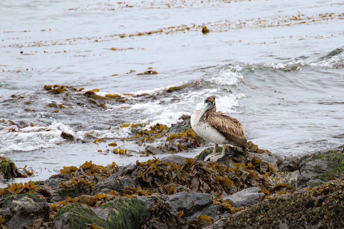 Brown Pelican - ML618041388